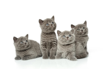 little british short hair blue kittens