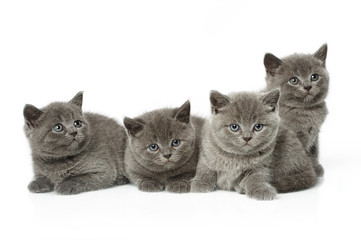 little british short hair blue kittens