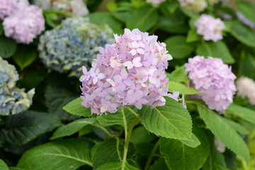 Hydrangeas