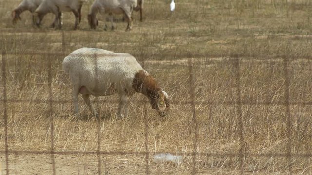 Sheep eat grass