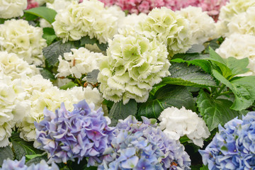 Hydrangeas