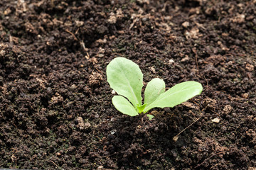 Sapling of Vegetable