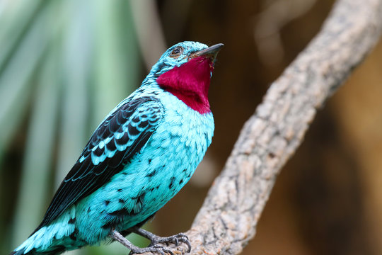 spangled cotinga blue bird Cotinga cayana 