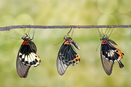 Male and female great mormon butterfly