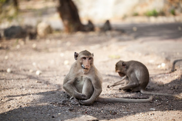 Fototapeta premium Monkey