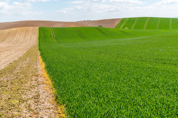 Green wheat field