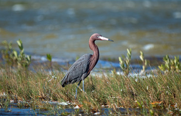Reddish Egret walking in marshy shallow tidal waters of Isla Blanca Cancun Mexico