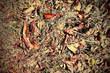 dry leaves lying on the ground
