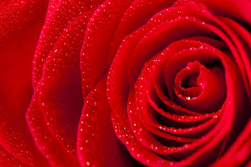 Close-Up Rose Petals With Droplets