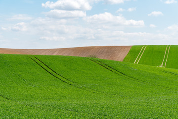 Green wheat field