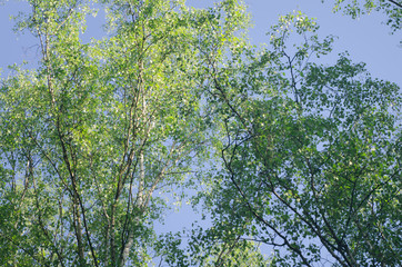 Obraz premium green leaves selective focus