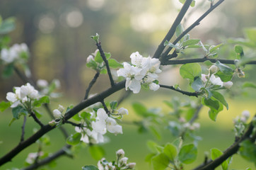 blossoming apple tree
