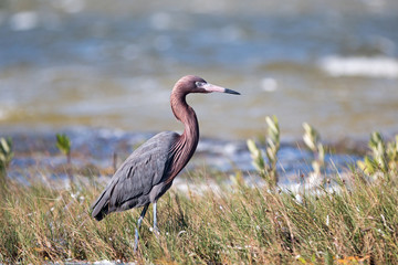 Reddish Egret walking in marshy shallow tidal waters of Isla Blanca Cancun Mexico