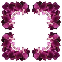 Fototapeta na wymiar The pattern of the branches of a beautiful purple orchid 