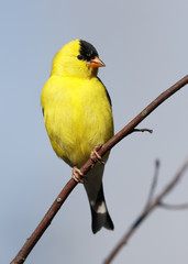 Male American Goldfinch