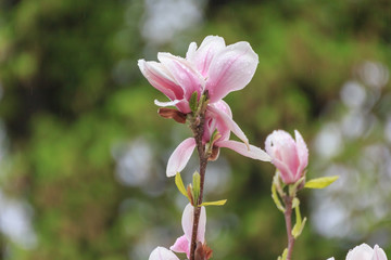 Fototapeta na wymiar Flower of Mirabell garden