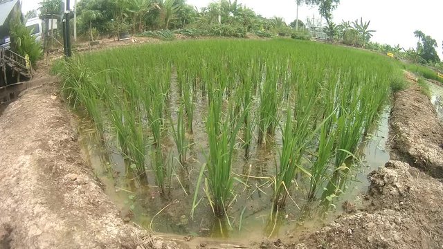 Rice paddy fields, Fsh eye lens
