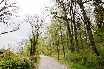 Fototapeta na wymiar Road through landscape with fresh green trees in early spring on