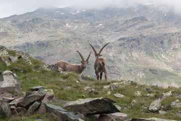 Two Alpine Ibexes in Italian Alps