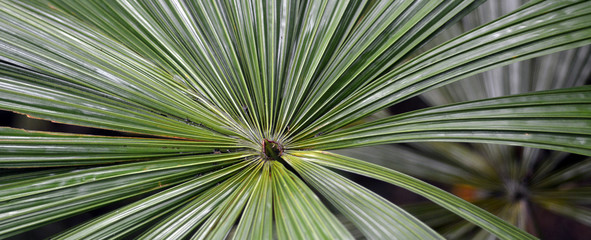 Australian fan palm Queensland Australia