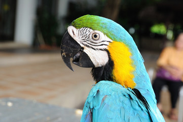 Single blue macaw bird in park