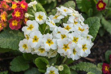 Obraz na płótnie Canvas white and yellow primrose