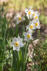 narcissuses in spring day