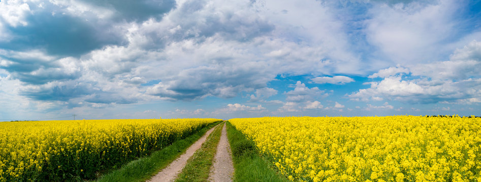 canola field and dirt road