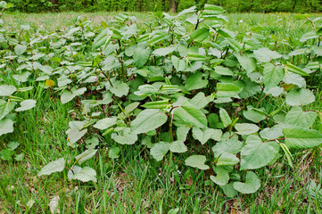 Root beer plant herbal remedy, piper auritus