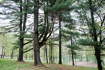 Pine forest at Transcarpathian mountains