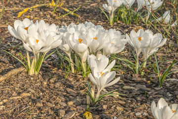 Viele weiße Krokusse mit geöffneter Blühte auf Rindenmulch im Frühling