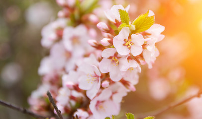 Spring Cherry blossoms with sunlight effect. Selective focus with shallow depth of field.