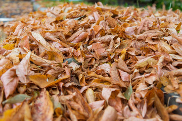 Withered autumn leaves on asphalt. Selective focus on center. Shallow depth of field.