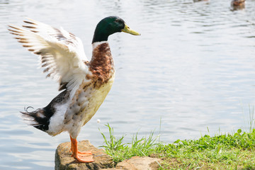 開翼するマガモ