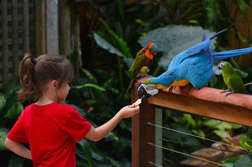 Fototapeta premium Little child feeds a Blue and Gold Macaw