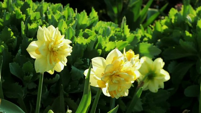 Floral garden. Close-up shot of a blooming yellow narcissus.