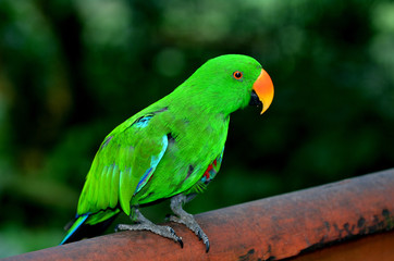 Eclectus parrot Male (green)