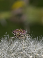 Sloe bug, Beerenwanze (Dolycoris baccarum)