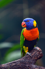 Rainbow Lorikeet