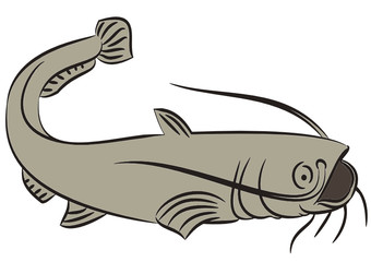 Illustration von einem Wels