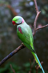 Alexandrine Parrot © Rafael Ben-Ari