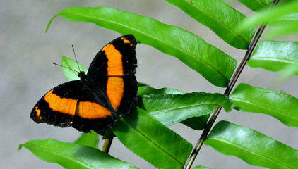 Obraz premium North Queensland Day Moth