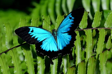 Door stickers Butterfly Ulysses Swallowtail butterfly above view