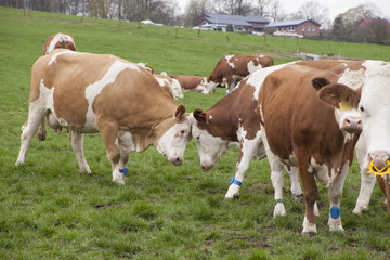 Naklejka na ściany i meble happy cows on a meadow in germany