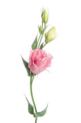 Beauty  pink flower with buds isolated on white. Eustoma