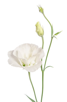 Fototapeta Beauty white flower isolated on white. Eustoma