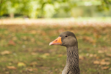Grey Geese Closeup with Orange Bill