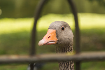 Grey Geese Closeup with Orange Bill