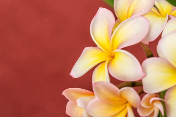 Plumeria