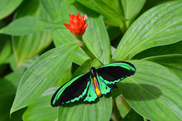 Fototapeta na wymiar Cairns Birdwing butterfly above view